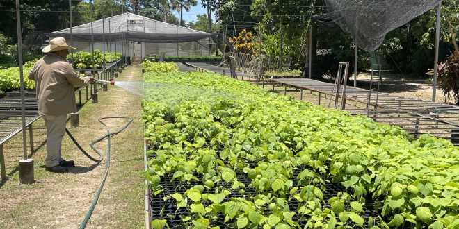Combaten erosión con plantas sin suelo