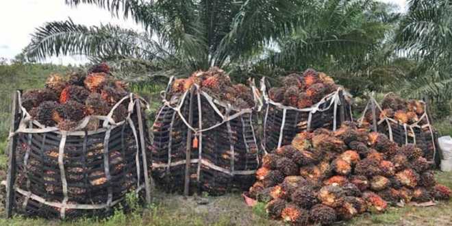 Tiene Tabasco alto potencial en cultivo de Palma de aceite