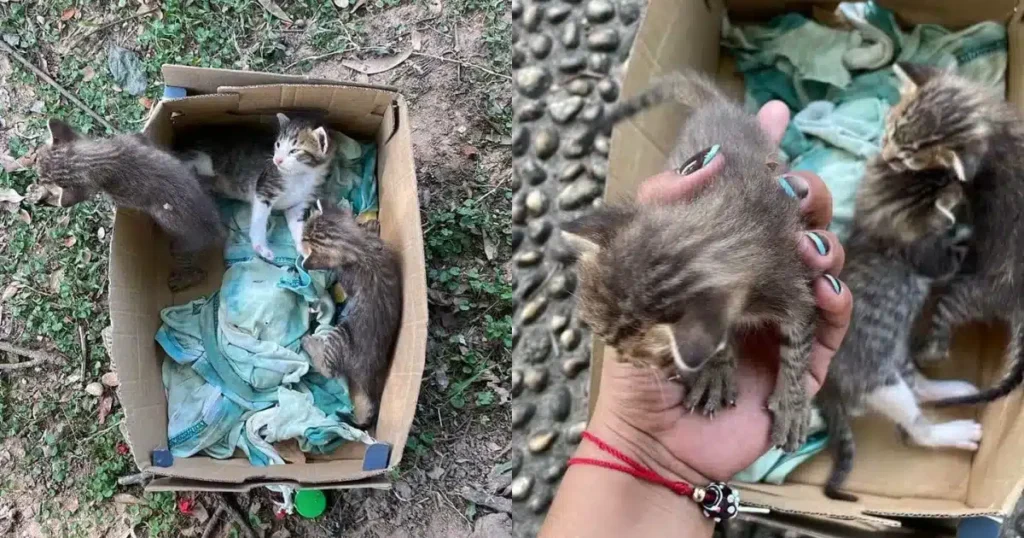Abandonan crías de gato en el parque Tomas Garrido