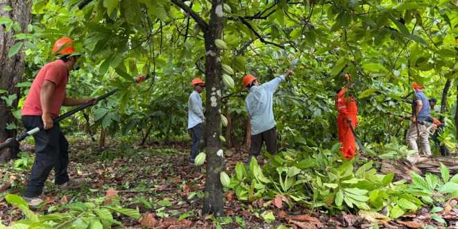 Censa Bienestar a los productores de cacao