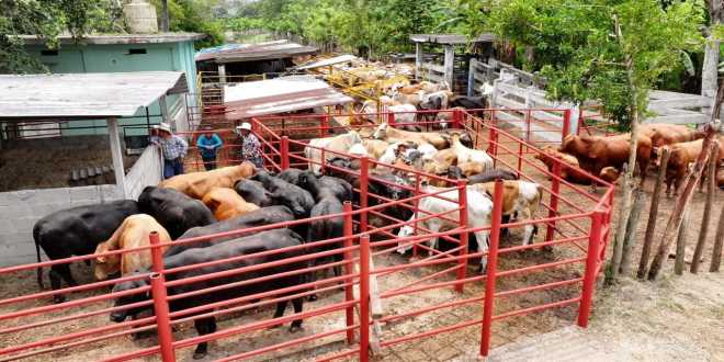 Refuerzan combate al gusano barrenador