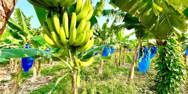 Crece el sector agrícola a 530 mil hectáreas en 2025