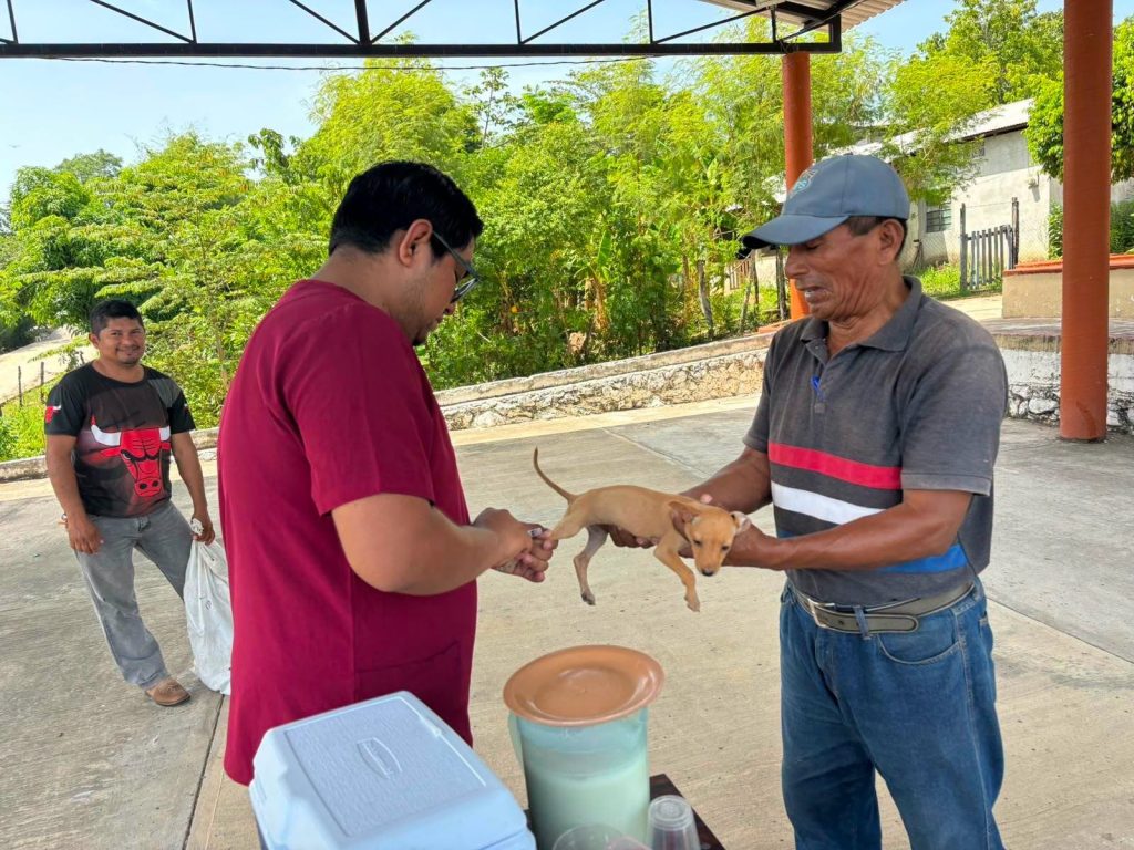 Esterilizan a más de mil 700 perros y gatos de 8 de los 17 municipios del Estado.