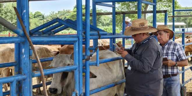 Fortalecen patrimonio de familias del campo tabasqueño