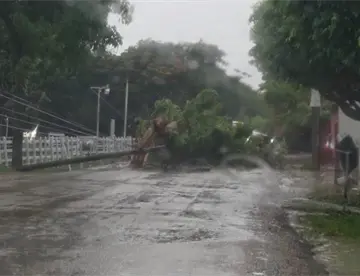 Se registran árboles y postes caídos tras fuertes lluvias