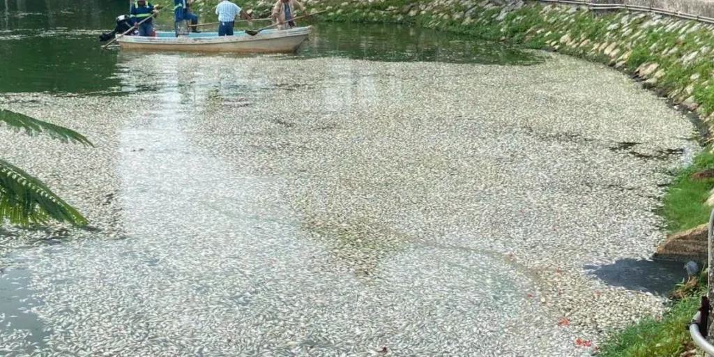 Monitoreo ambiental detecta contaminación en Laguna de las Ilusiones