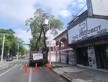 Rechaza Centro tala de árboles en Paseo Tabasco