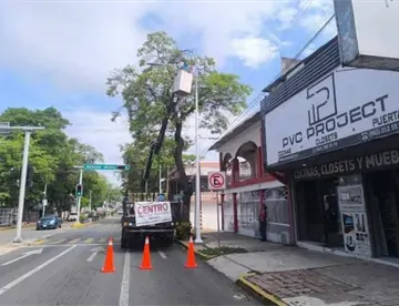 Desmorre de árboles en esta temporada de lluvias se hace con técnica: Centro