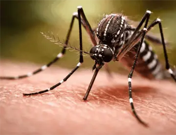 Descarta Salud Tabasco despunte de dengue y golpes de calor pese a altas temperaturas
