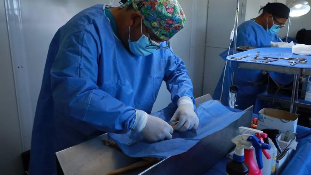 Anuncian jornada de esterilización y vacunación antirrábica esta semana en Centro