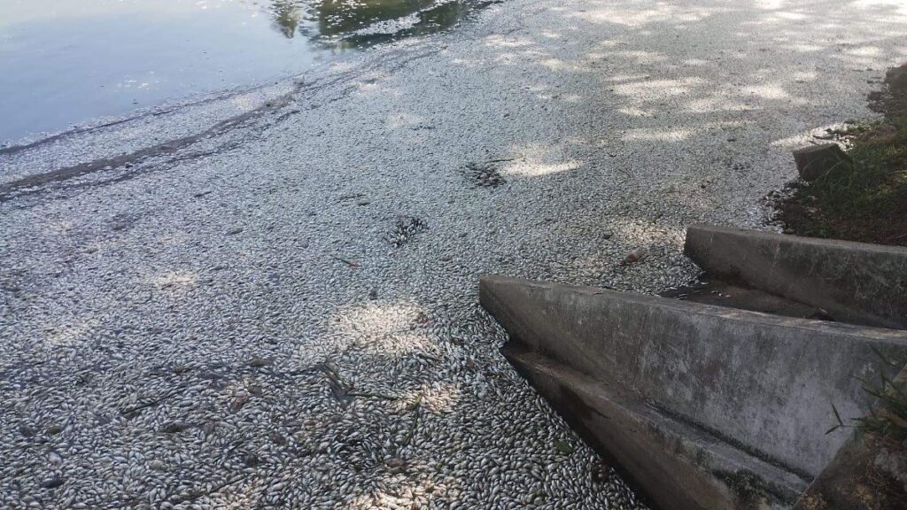 Retiran peces muertos por segundo día consecutivo en la Laguna de Las Ilusiones