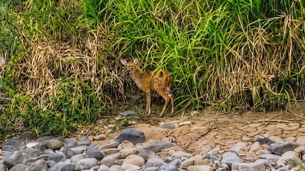 ¡No lo lastimes! Avistan venado en Malecón de Villahermosa