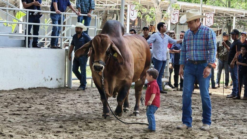 Con 796 ejemplares, concluye la Muestra Mexicana del Cebú en Tabasco