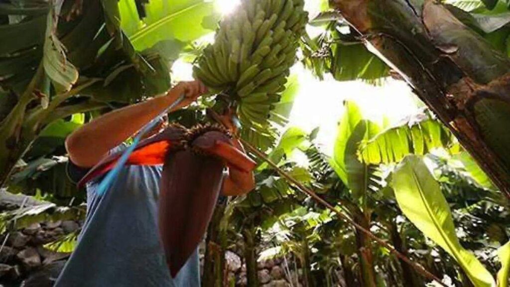 Desde el Congreso de Tabasco buscan fortalecer producción de plátano