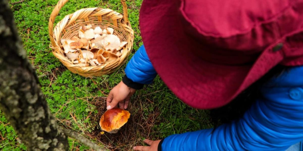 Hongos, quelites y flores: la revolución de la recolección gourmet
