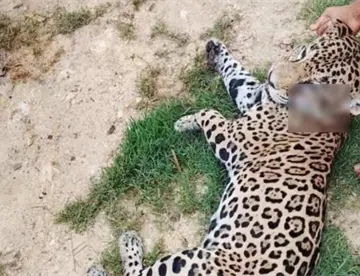 Semarnat asegura que no ha corroborado la muerte de jaguar en Jonuta